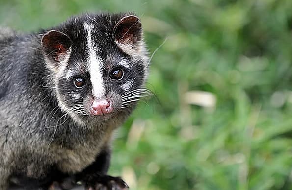 ふん ハクビシン ハクビシンのふんのにおい、大きさなどその特徴について