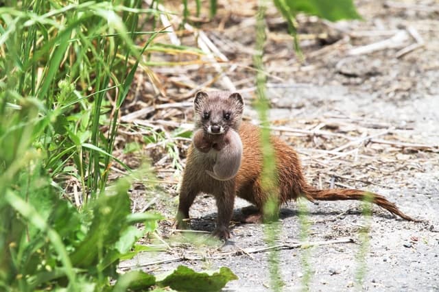 イタチの生態と特徴について イタチ駆除のプロが解説します 害虫 害獣駆除ならライフディフェンス