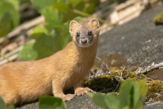 イタチ捕獲の行政への申請