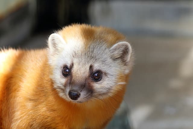 イタチの生態と特徴について イタチ駆除のプロが解説します 害虫 害獣駆除ならライフディフェンス