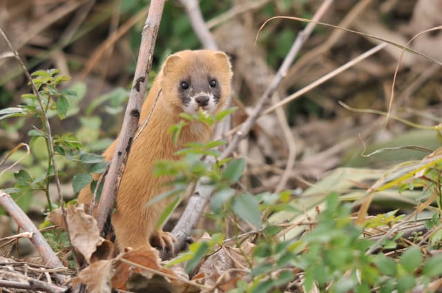 イタチ テン ハクビシンの違いと見分け方について 害虫 害獣駆除ならライフディフェンス