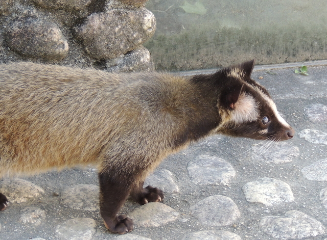 ハクビシン捕獲した後