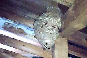 天井裏・壁中にある蜂の巣