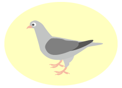 ハト(鳩)駆除